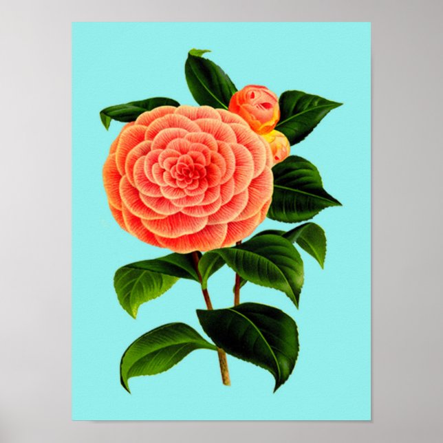 Poster Vintage Camellia Flower (Frente)