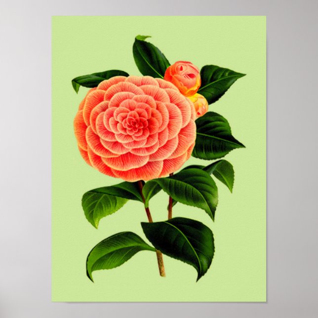Pôster Vintage Camellia Flower #2 (Frente)