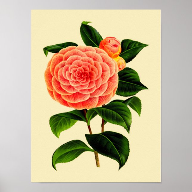 Pôster Vintage Camellia Flower #3 (Frente)