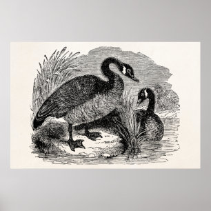Pôster Vintage canadense Goose Bird - Modelo das Aves Gee