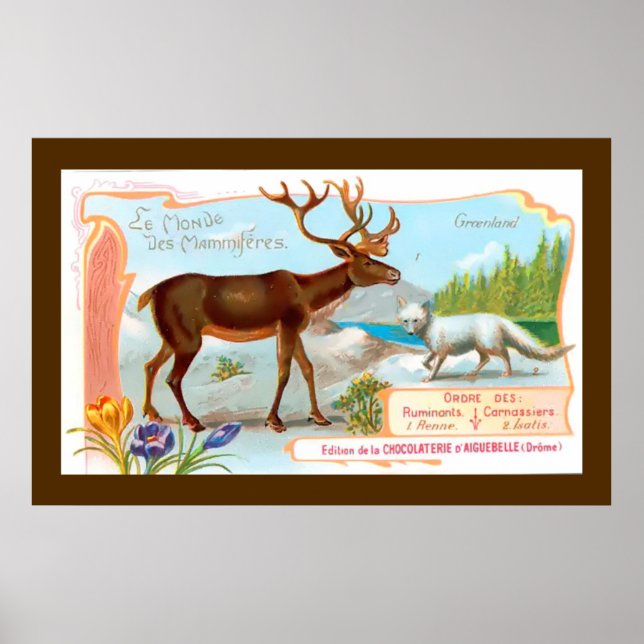 Poster Vintage Cariou (Reindeer) e Raposa Árctica (Frente)