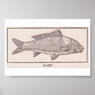 Poster Vintage Carp
