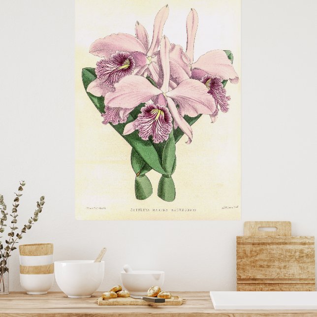 Poster Vintage Cattleya Maxima Orchid Flower (Cozinha)