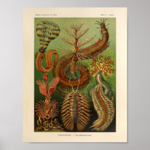 Poster Vintage Chaetopoda Color Ernst Haeckel Art Impress