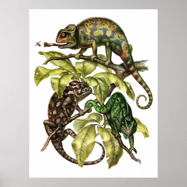 Poster Vintage Chameleon Lizard (Frente)