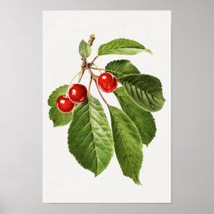 Poster Vintage Cherry Fruta Watercolor Painting