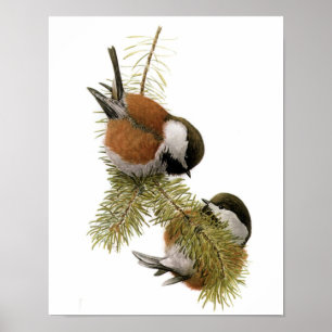 Poster Vintage Chickadee