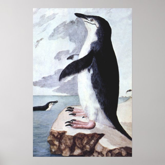 Poster Vintage Chinstrap Penguin, Aves da Antártica (Frente)
