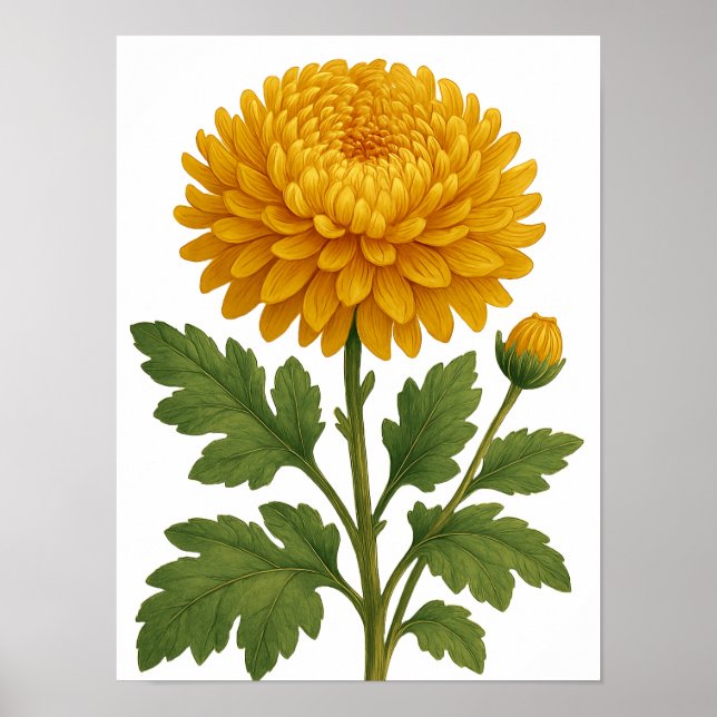 Poster Vintage Chrysanthemum (Frente)