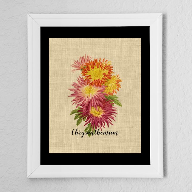 Poster Vintage Chrysanthemum Botânico (Criador carregado)