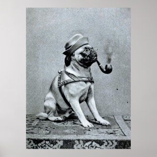 Poster Vintage Classy Pug Fotografia