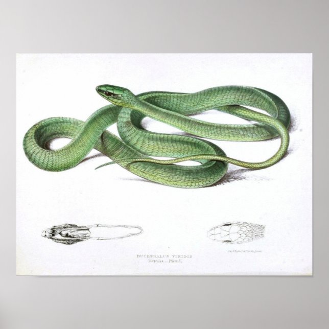 Poster Vintage Cobra Drawing-Green-African (Frente)