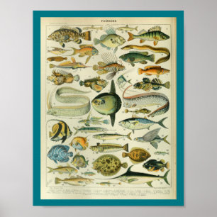 Poster Vintage Color Sealife Fish Print