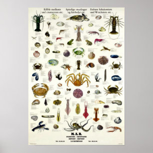 Poster Vintage comestível Repro dos moluscos & dos
