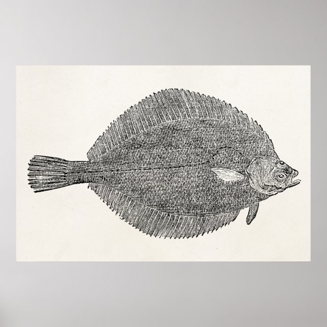 Poster Vintage Common Dab Flounk Fish - Modelo (Frente)