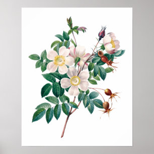 Poster vintage cor-de-rosa branco dos rosas