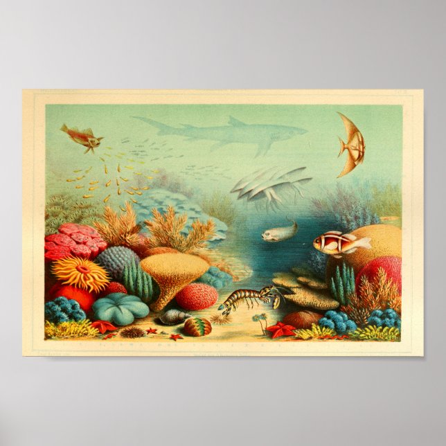 Poster Vintage Coral Reef Color Ernst Haeckel Art Impress (Frente)