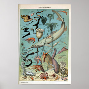 Poster Vintage Creatures of the Ocean Sea Life