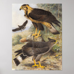 Poster Vintage Crowned Eagle