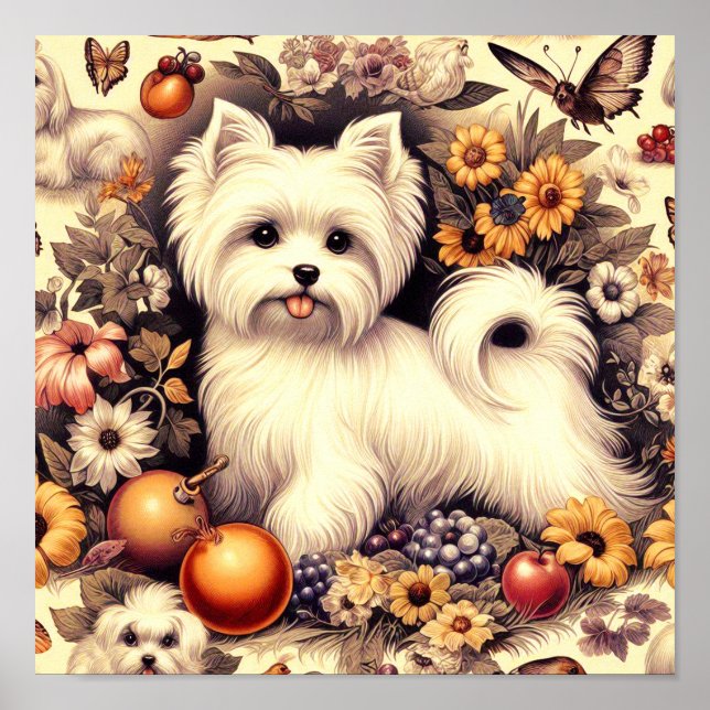 Poster Vintage Cute Maltês (Frente)