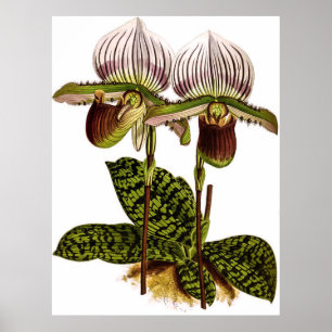 Poster Vintage Cypripedium Lawrenceanum Orchid Flower