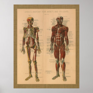 Poster vintage da anatomia do músculo de 1888