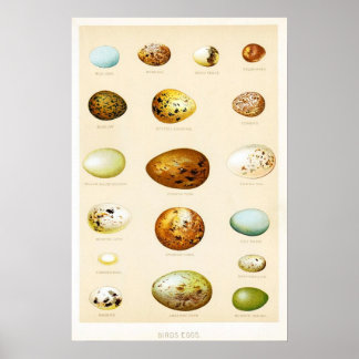Poster vintage de Ovos de Aves