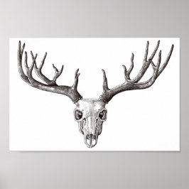 Poster Vintage Deer Skull/Antlers