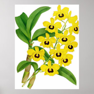 Poster Vintage Dendrobium suavissimsimar Orchid Flower