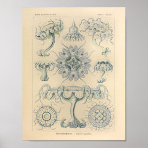 Poster Vintage - Desaparecimento - Cor Ernst Haeckel Impr