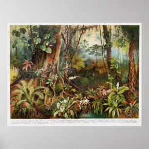 Poster Vintage desenho de plantas florestais tropicais a 