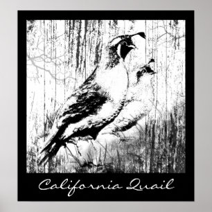 Poster Vintage Design California Quail bird