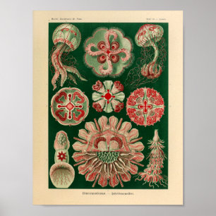 Pôster Vintage DisComundusae Color Ernst Haeckel Art Impr