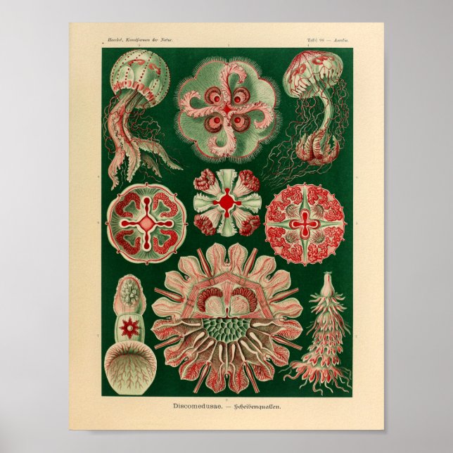 Pôster Vintage DisComundusae Color Ernst Haeckel Art Impr (Frente)