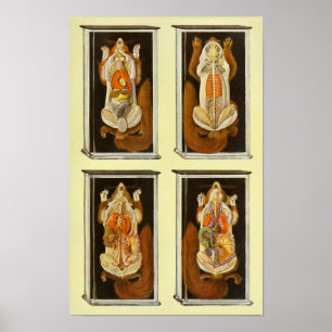 Poster vintage do veterinário da anatomia do