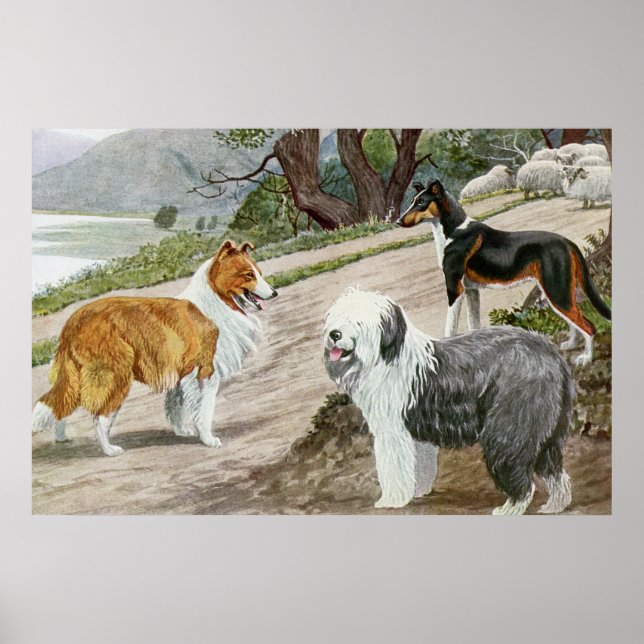Pôster Vintage Dog Amava Art Collie Trio (Frente)