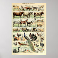 Vintage Domesticado Animal por Adolphe Millot