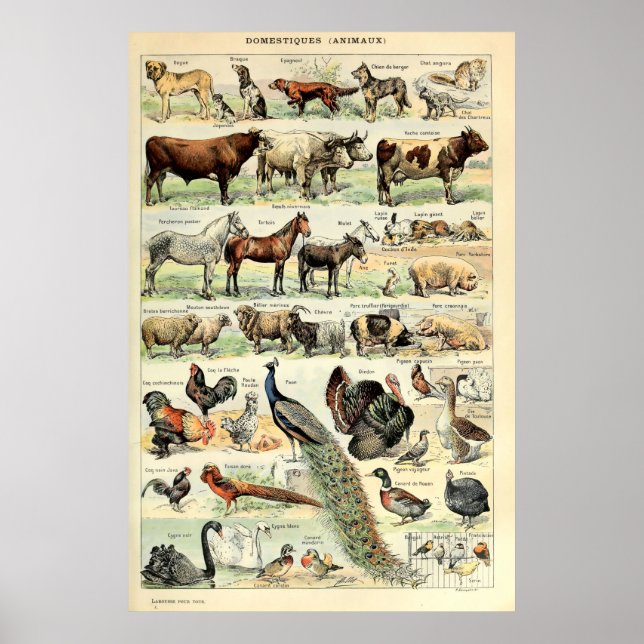Poster Vintage Domesticado Animal por Adolphe Millot (Frente)