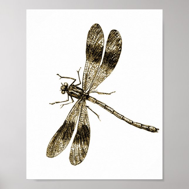 Poster Vintage Dragonfly - Sepia (Frente)