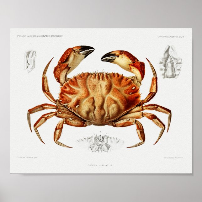 Poster Vintage Dungeness Crab Ilustração Científica (Frente)