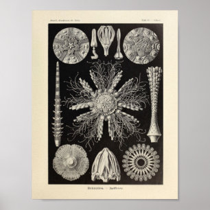 Pôster Vintage Echinidea Color Ernst Haeckel Art Impressã