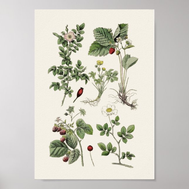 Poster Vintage educacional (Frente)