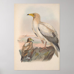 Poster Vintage Egípcia Vulture Bird
