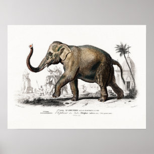 Poster Vintage Elephant Art de Charles D'Orbigny