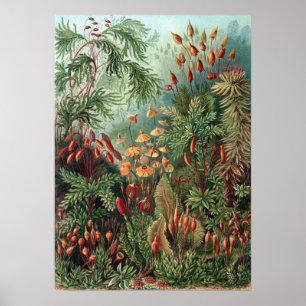 Poster Vintage Ernst Haeckel Moss