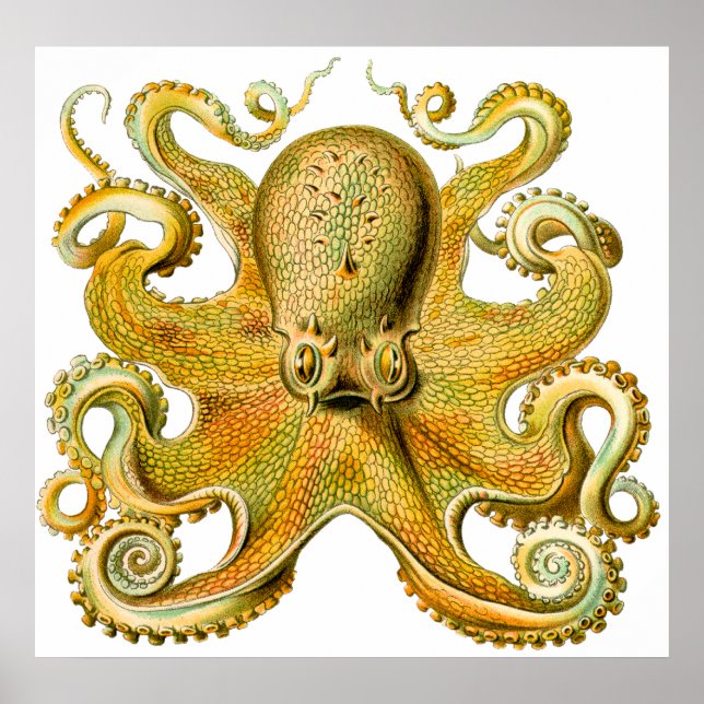 Poster Vintage Ernst Haeckel Octopus in Yellow (Frente)