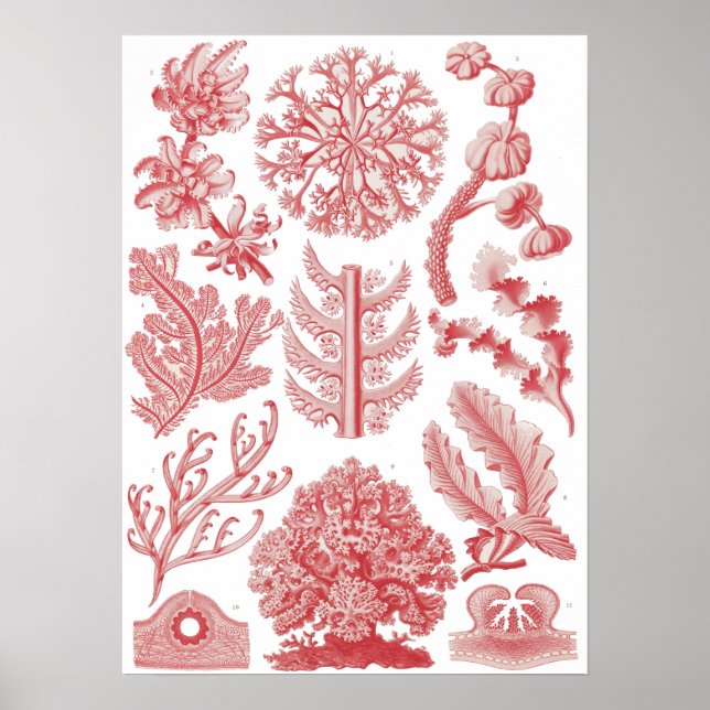 Poster Vintage Ernst Haeckel Seaweed (Frente)