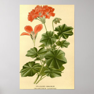 Poster Vintage Estudos Botânicos Ivy Leaved