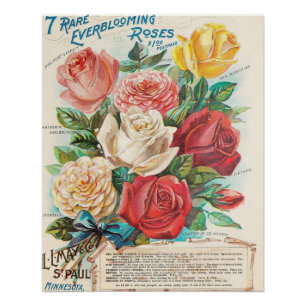 Pôster Vintage Everblooming Rosas