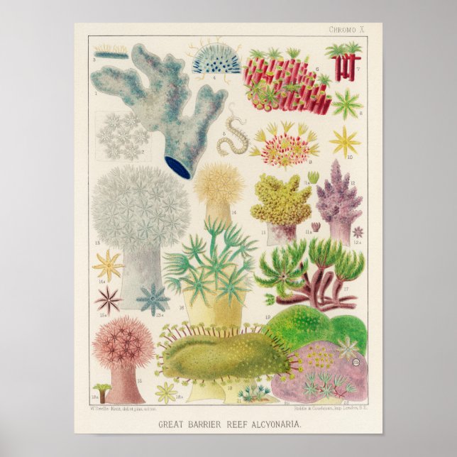 Poster Vintage Excelente Barrier Reef da Austrália Alcyon (Frente)